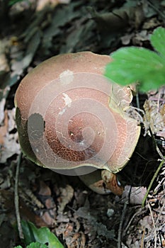 Boletus edulis in the wood, wild nature, edible mushroom