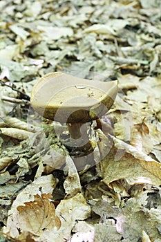 Boletus edulis in the wood, wild nature, edible mushroom