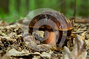 Boletus erythopus or Neoboletus luridiformis mushroom in the forest growing on green grass and wet ground natural in