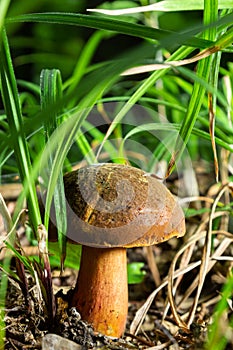 Boletus erythopus or Neoboletus luridiformis mushroom in the forest growing on green grass and wet ground natural in