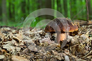 Boletus erythopus or Neoboletus luridiformis mushroom in the forest growing on green grass and wet ground natural in