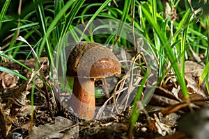 Boletus erythopus or Neoboletus luridiformis mushroom in the forest growing on green grass and wet ground natural in