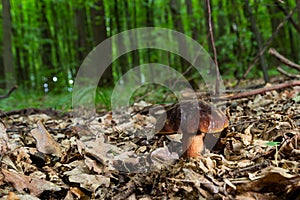 Boletus erythopus or Neoboletus luridiformis mushroom in the forest growing on green grass and wet ground natural in