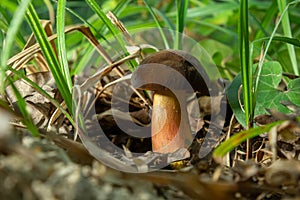 Boletus erythopus or Neoboletus luridiformis mushroom in the forest growing on green grass and wet ground natural in autumn season