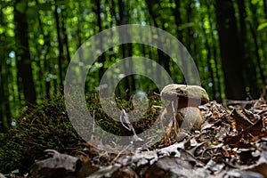 Boletus erythopus or Neoboletus luridiformis mushroom in the forest growing on green grass and wet ground natural in autumn season