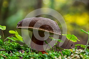 Boletus erythopus or Neoboletus luridiformis mushroom in the forest growing on green grass and wet ground natural in autumn season