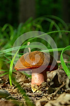 Boletus erythopus or Neoboletus luridiformis mushroom in the forest growing on green grass and wet ground natural in autumn season