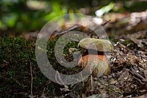 Boletus erythopus or Neoboletus luridiformis mushroom in the forest growing on green grass and wet ground natural in autumn season