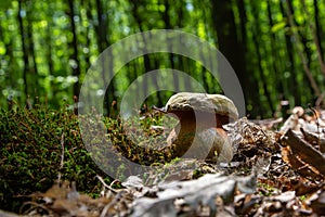 Boletus erythopus or Neoboletus luridiformis mushroom in the forest growing on green grass and wet ground natural in autumn season