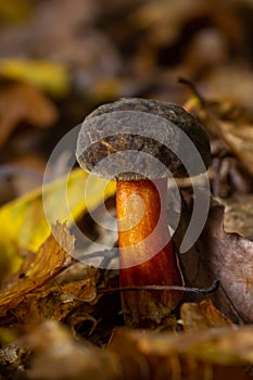Boletus erythopus or Neoboletus luridiformis mushroom in the forest growing on green grass and wet ground natural in autumn season