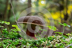 Boletus erythopus or Neoboletus luridiformis mushroom in the forest growing on green grass and wet ground natural in autumn season