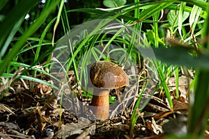 Boletus erythopus or Neoboletus luridiformis mushroom in the forest growing on green grass and wet ground natural in autumn season