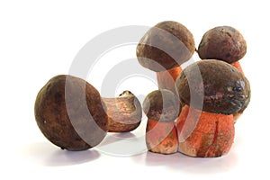 Boletus erythropus
