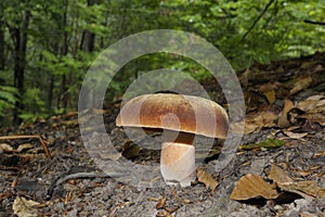 Boletus erythropus