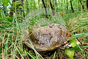 Boletus erythropus