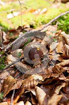 Boletus erythropus. Picking edible mushrooms in Germany