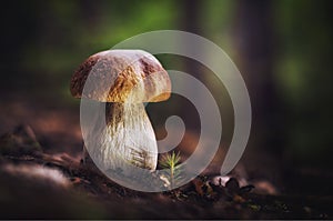 Boletus is an excellent food fungus