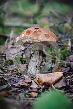 Boletus in the forest in late autumn