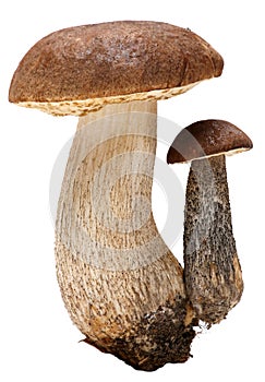 Boletus. Forest mushrooms isolated on white