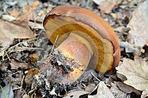 Boletus fragrans