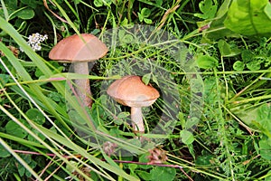 Boletus in the grass in the forest. Search and collection of mushrooms in the forest. Healthy and tasty food.