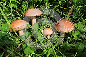 Boletus in the grass in the forest. Search and collection of mushrooms in the forest. Healthy and tasty food.