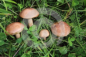 Boletus in the grass in the forest. Search and collection of mushrooms in the forest. Healthy and tasty food.