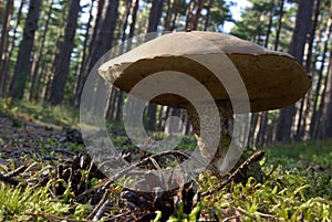 Boletus Growing in Forest