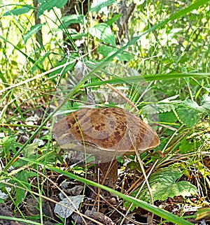 Boletus growing in green grass in forest. Forest in wood