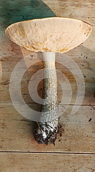 Boletus(Leccinum, scabrum) on wood worktop