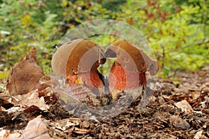 Boletus luridiformis fungus, known as the dotted stem bolete