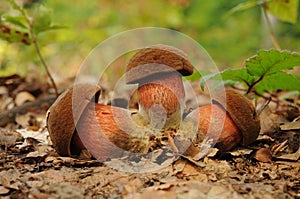 Boletus luridiformis fungus, known as the dotted stem bolete