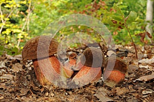 Boletus luridiformis fungus, known as the dotted stem bolete photo