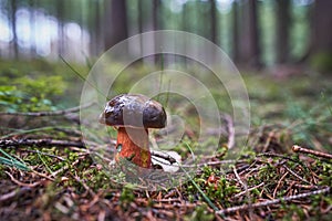 Boletus luridiformis is known as scarletina bolete mushrom