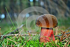 Boletus luridiformis mushroom