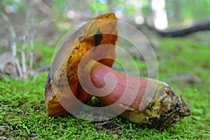 Boletus luridiformis