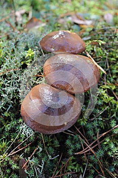 Boletus luteus