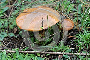 Boletus luteus