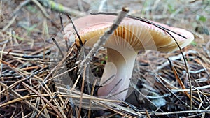 Boletus macro photo