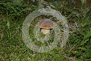 Boletus mashroom