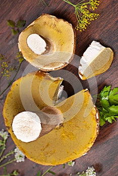 Boletus mushroom