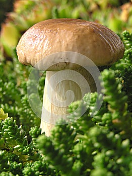 Boletus mushroom