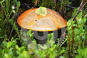 Boletus Mushroom in autumn forest