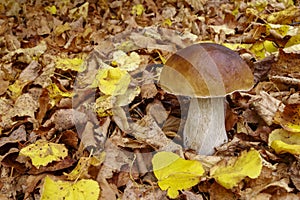 Boletus mushroom on the background of fallen leaves in the forest. Beautiful autumn background for the calendar