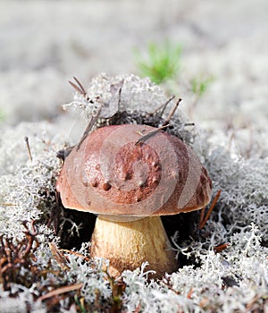 Boletus mushroom on the background of lichen.