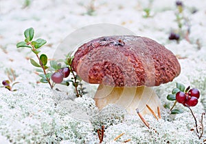Boletus mushroom on the background of lichen.