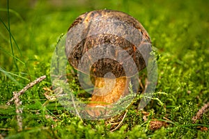 A boletus mushroom in green moss