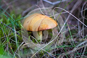 Boletus mushroom grow in the forest