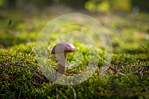 Boletus mushroom grows in moss forest