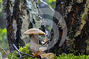 Boletus mushroom grows near birch tree